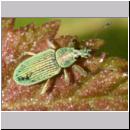 Polydrusus sericeus - Gruenruessler 02 7mm.jpg